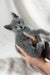 Tyson | Russian Blue Kitten