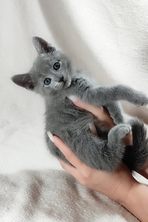 Tyson | Russian Blue Kitten