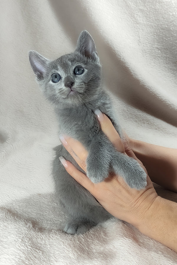 Tyson | Russian Blue Kitten