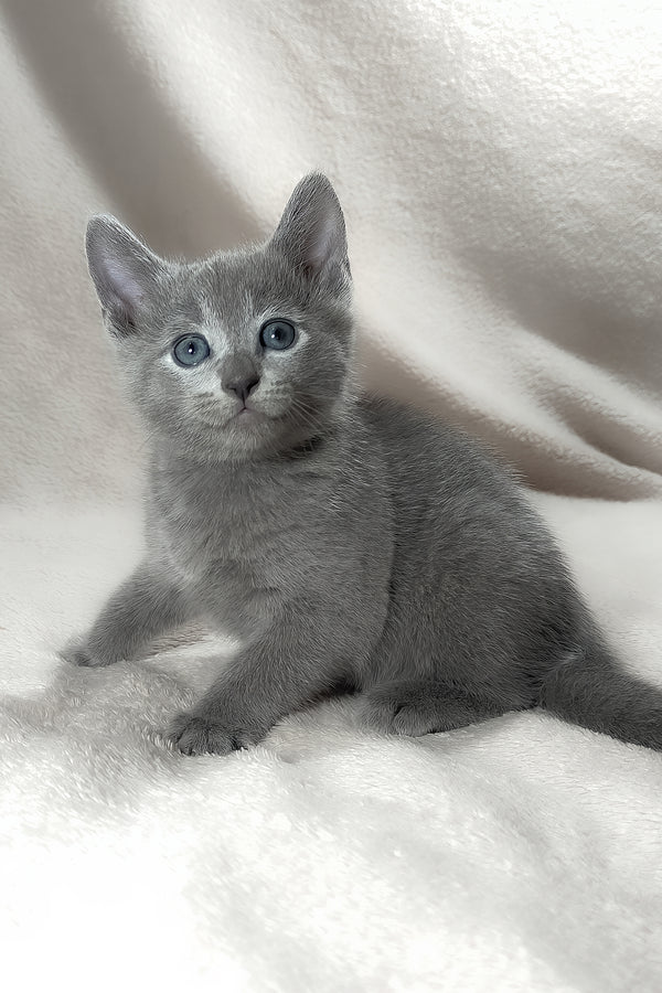 Tyson | Russian Blue Kitten