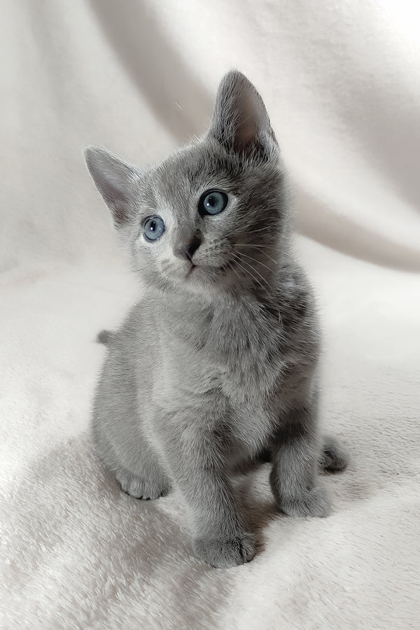 Tyson | Russian Blue Kitten