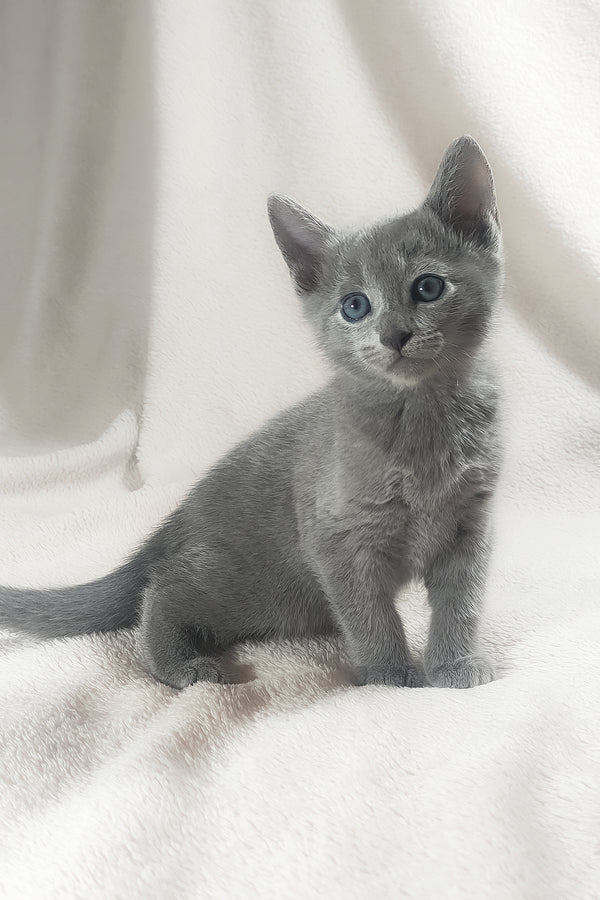 Tyson | Russian Blue Kitten