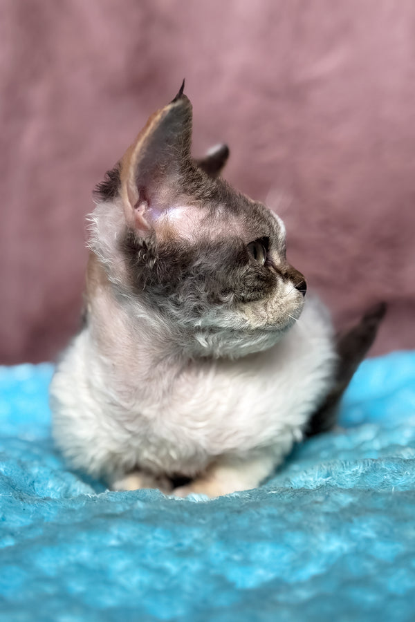 Pandora | Devon Rex Kitten