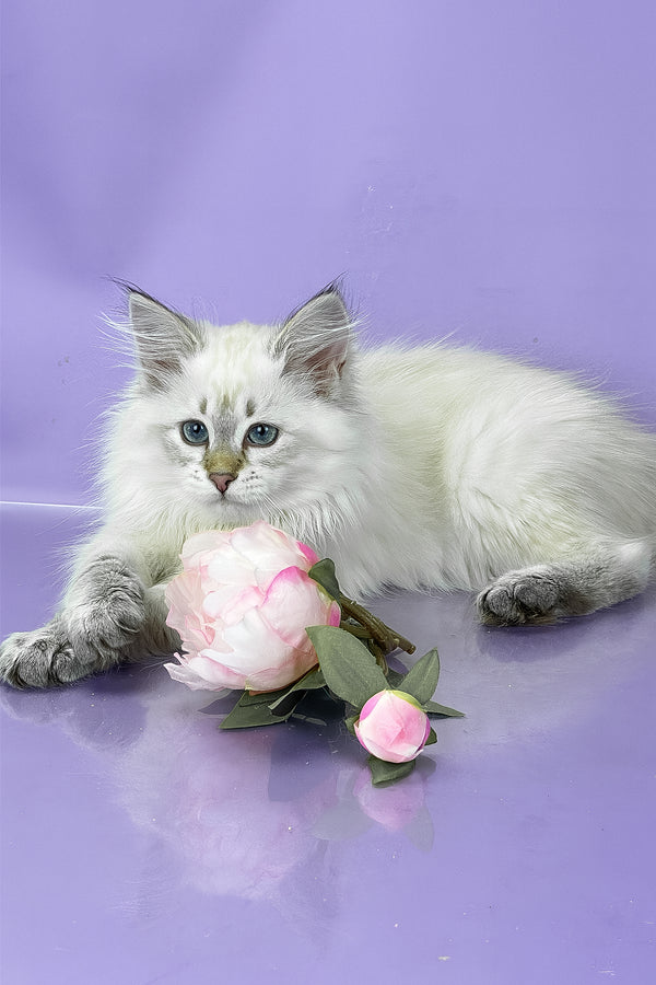 Ulnara | Siberian Kitten