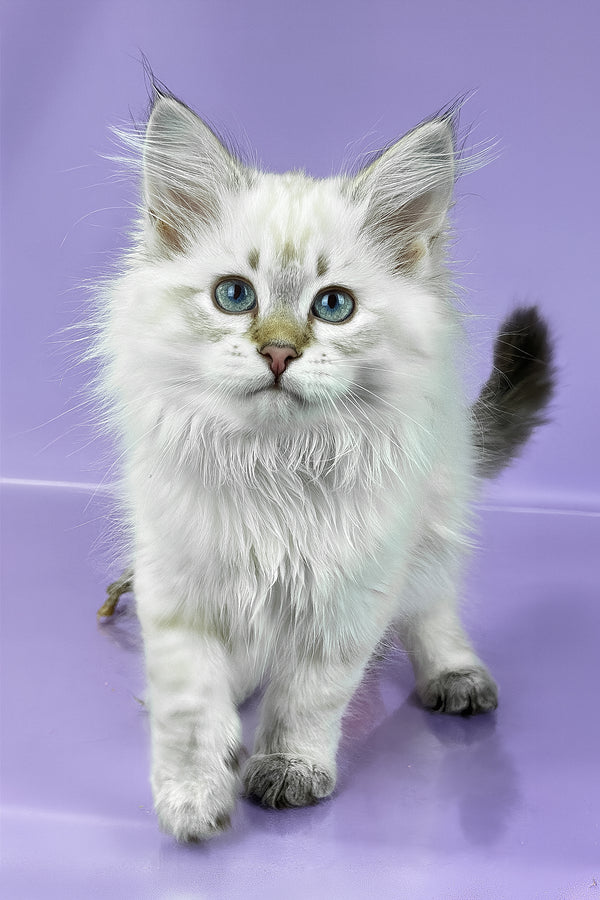 Ulnara | Siberian Kitten