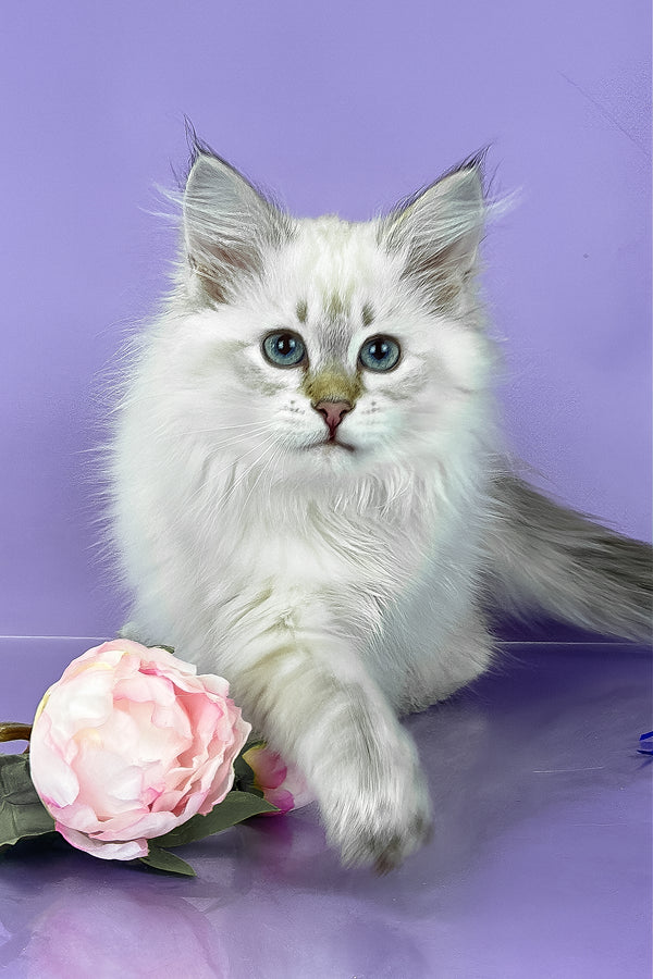 Ulnara | Siberian Kitten