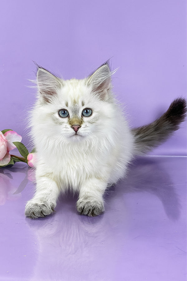 Ulnara | Siberian Kitten