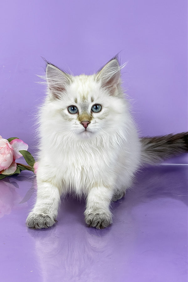 Ulnara | Siberian Kitten