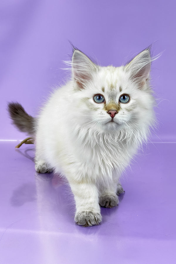 Ulnara | Siberian Kitten