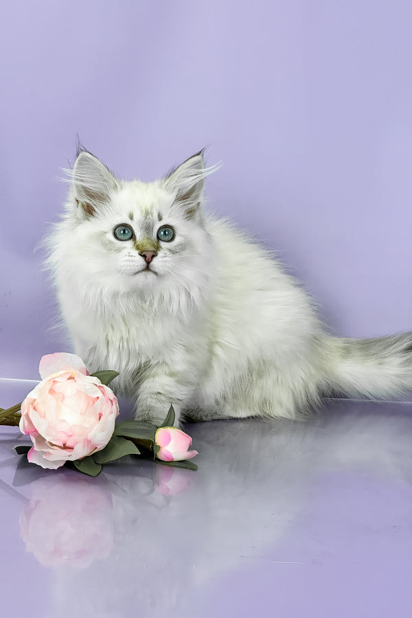 Ulnara | Siberian Kitten