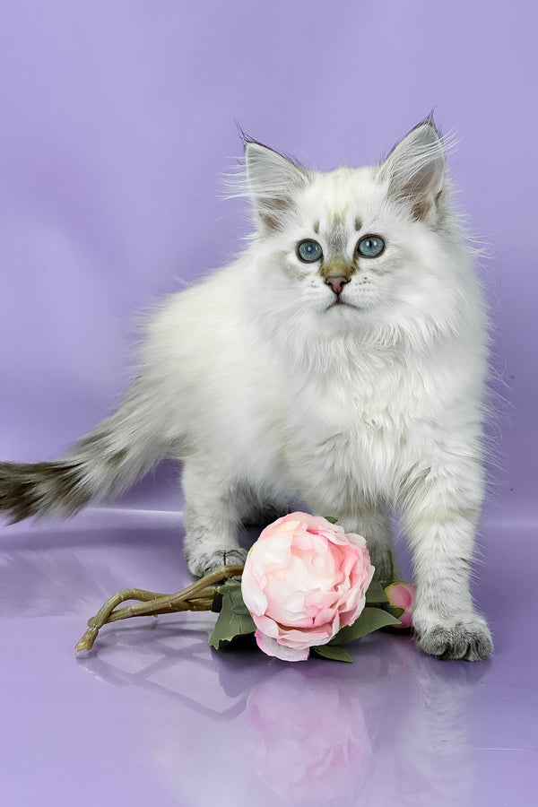 Ulnara | Siberian Kitten