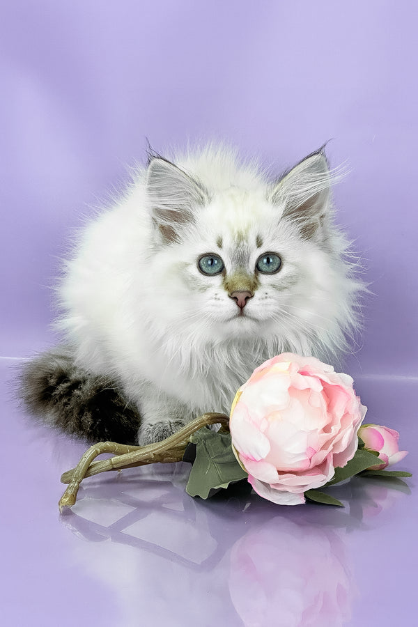 Ulnara | Siberian Kitten