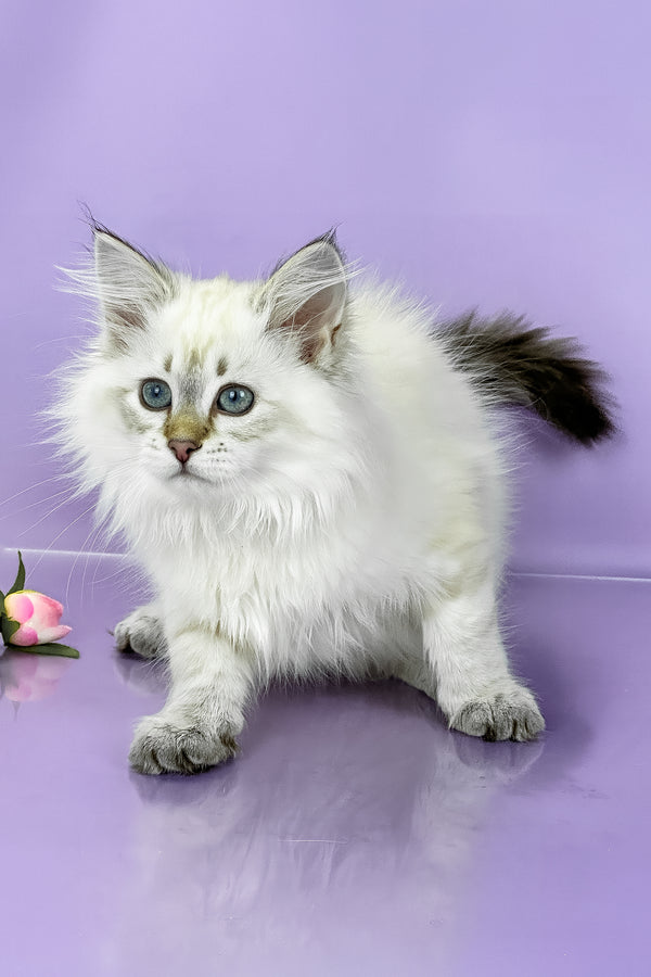 Ulnara | Siberian Kitten