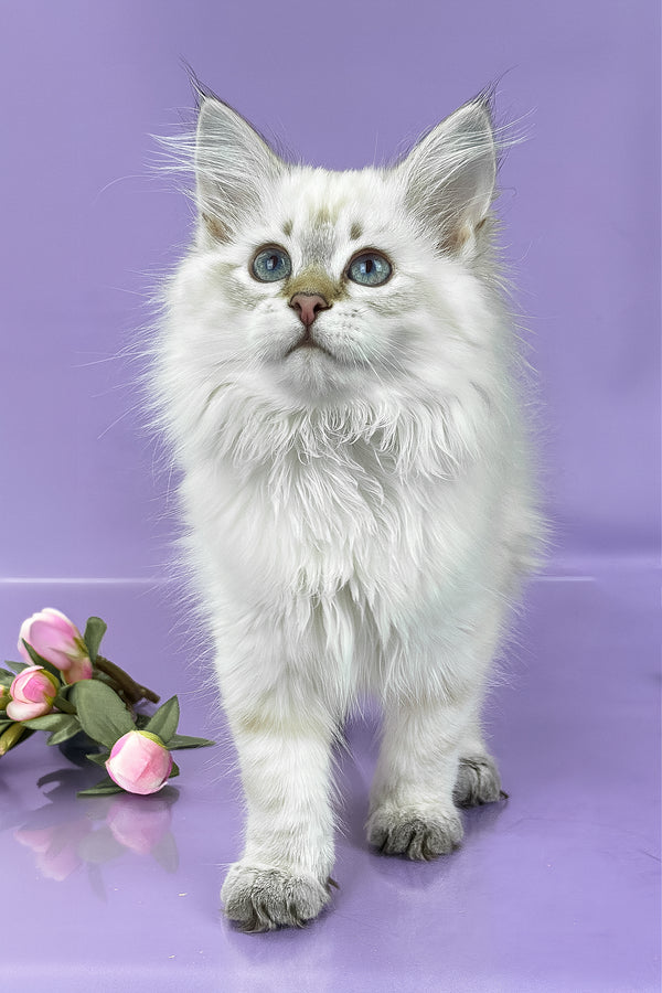 Ulnara | Siberian Kitten