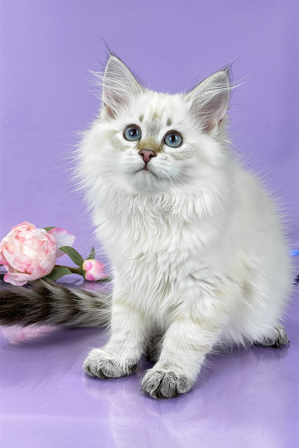 Ulnara | Siberian Kitten