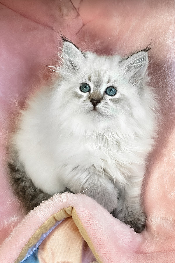 Ursula | Siberian Kitten
