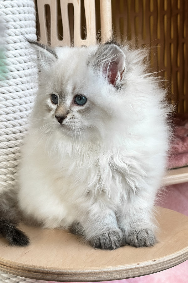 Ursula | Siberian Kitten