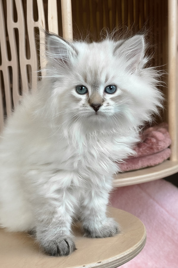 Ursula | Siberian Kitten