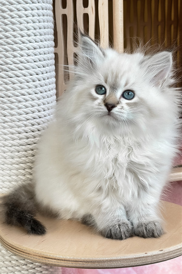 Ursula | Siberian Kitten