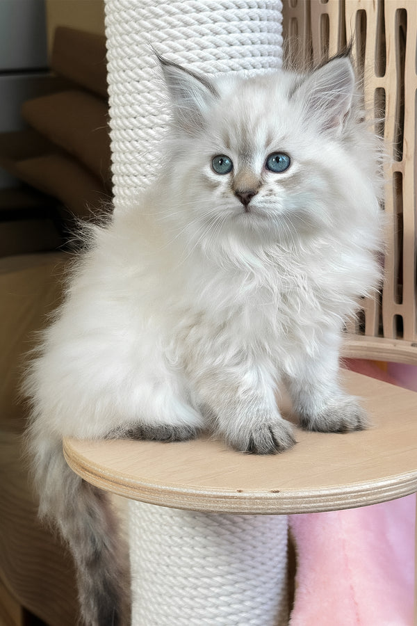 Ursula | Siberian Kitten