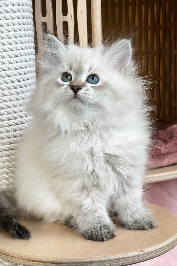 Ursula | Siberian Kitten