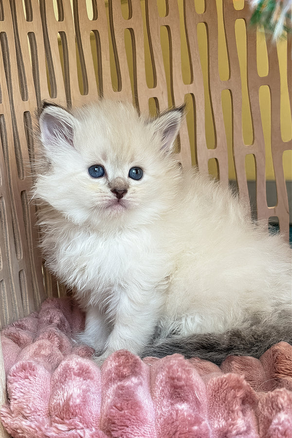 Ursula | Siberian Kitten