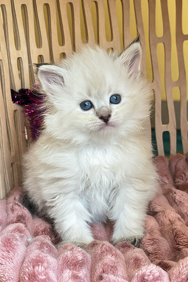 Ursula | Siberian Kitten