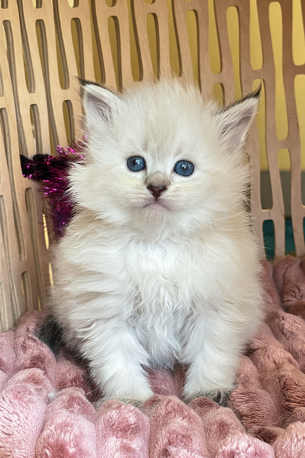 Ursula | Siberian Kitten