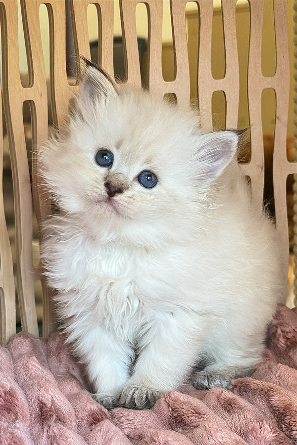 Ursula | Siberian Kitten