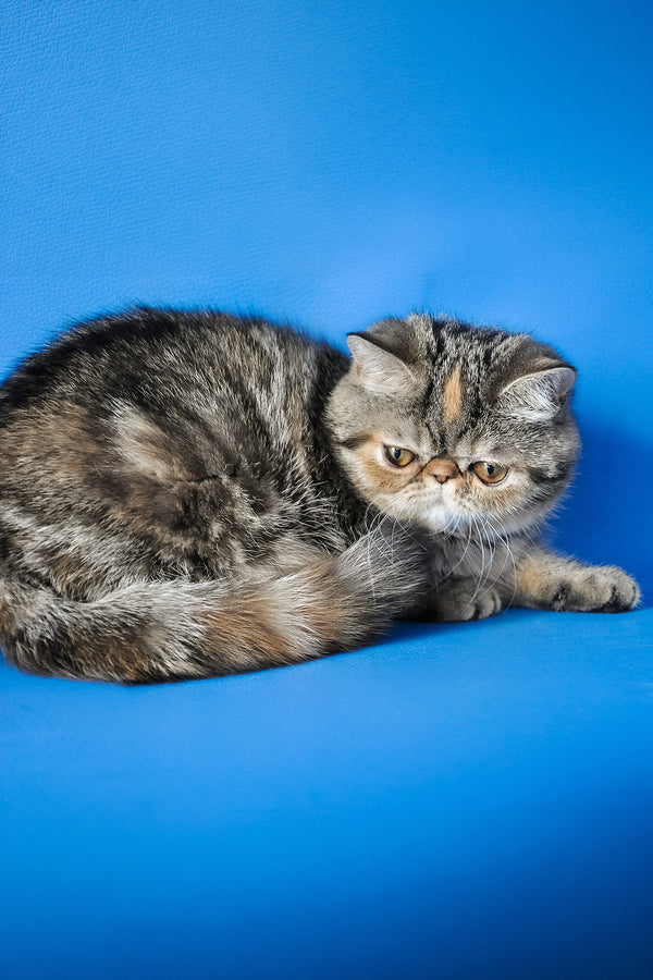 A fluffy silver tabby exotic shorthair kitten with a flat face lounging against a vibrant blue background