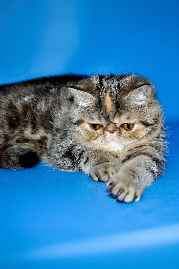 Ursula exotic shorthair kitten with fluffy silver tabby fur and yellow eyes lying on vibrant blue surface