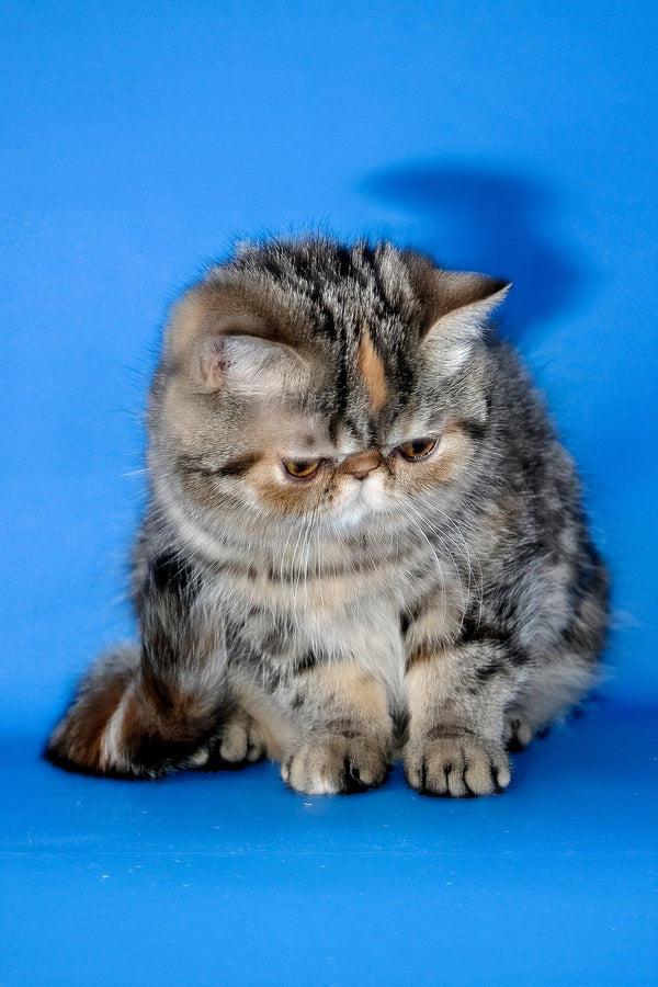 A fluffy tabby-patterned exotic shorthair kitten named ursula with a round face sitting against a blue background