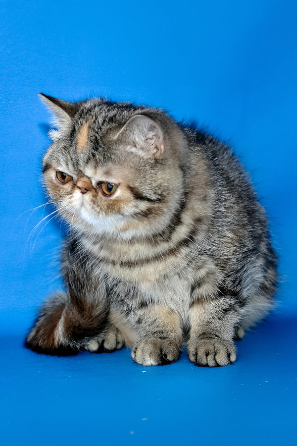 A fluffy silver tabby exotic shorthair kitten with a flat face and amber eyes sitting against a blue backdrop