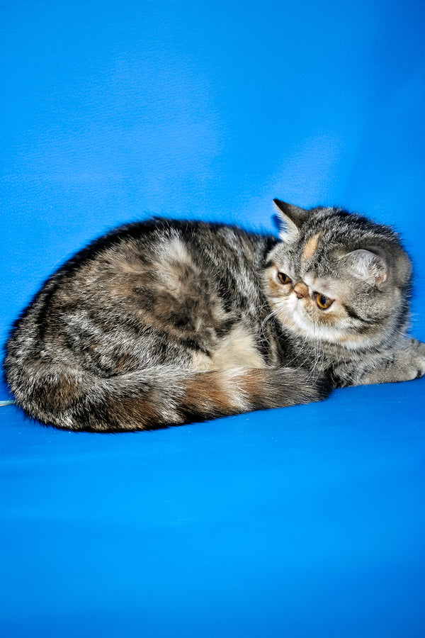 A fluffy gray exotic shorthair kitten with a flat face curled up against a vibrant blue background
