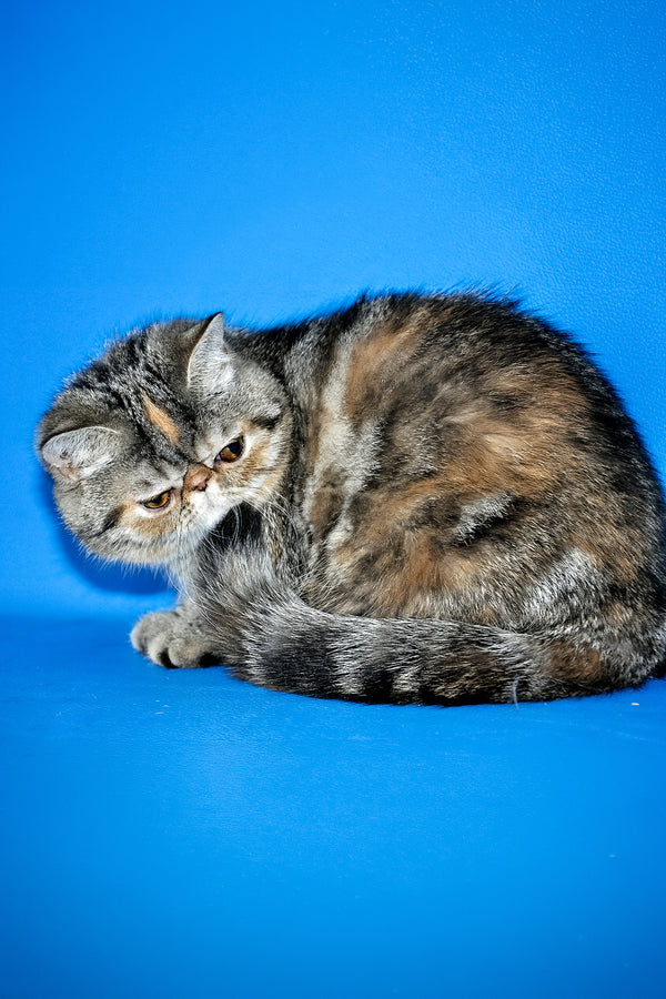 A fluffy tortoiseshell and gray exotic shorthair kitten with a flat face and soft dense fur named ursula