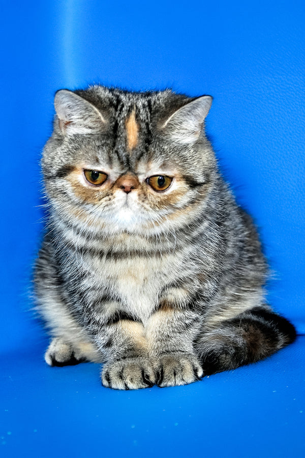 A fluffy gray exotic shorthair kitten with a flat face and white paws sitting against a vibrant blue background