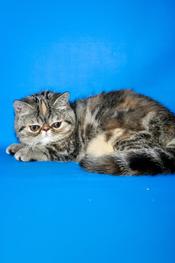 A fluffy silver tabby exotic shorthair kitten with a flat face and white chest curled up on a vibrant blue background