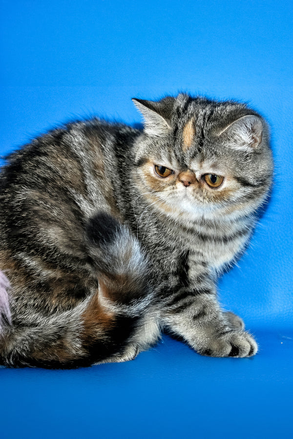 A fluffy silver exotic shorthair kitten with a flat face and amber eyes sitting calmly against a blue background