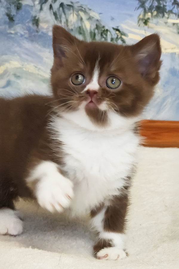 Udacha | British Shorthair Kitten