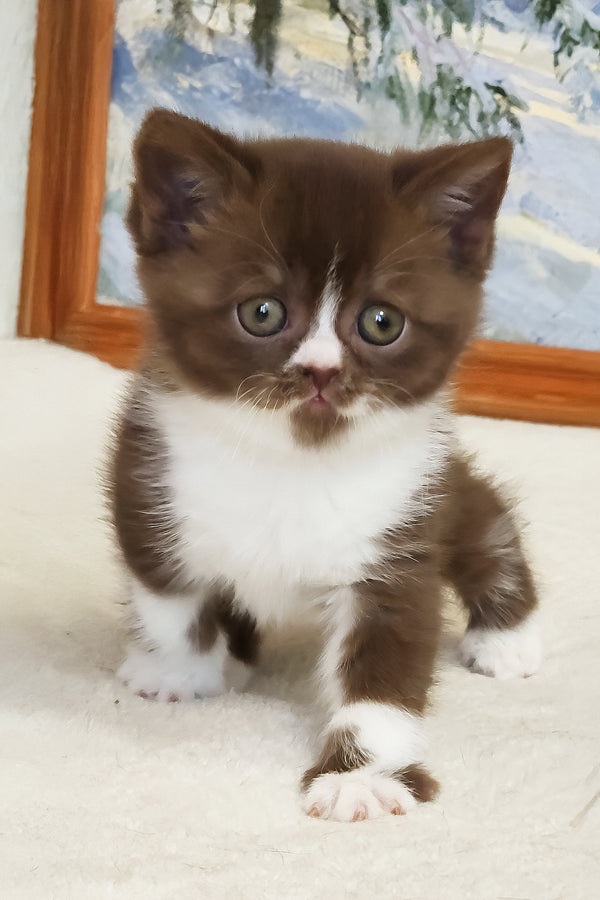 Udacha | British Shorthair Kitten