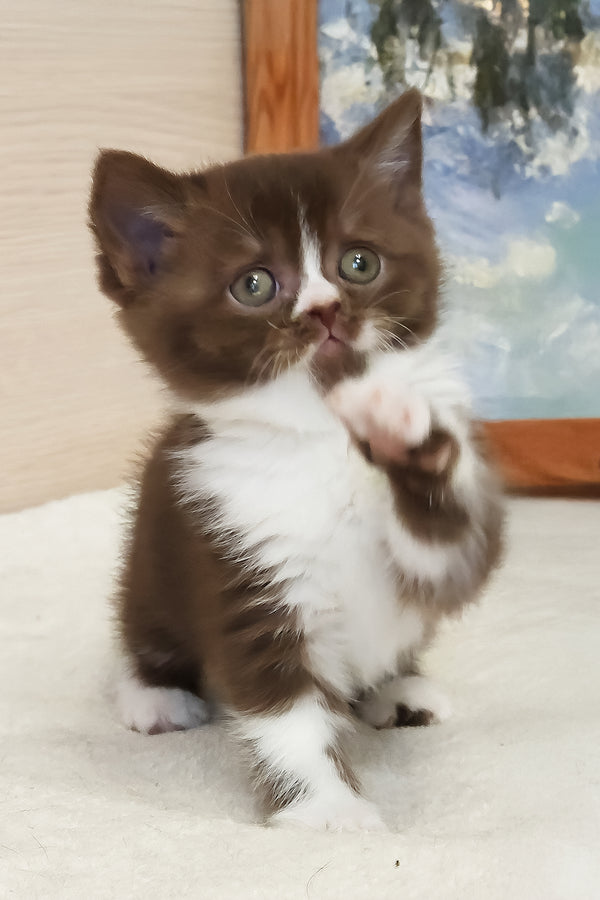 Udacha | British Shorthair Kitten