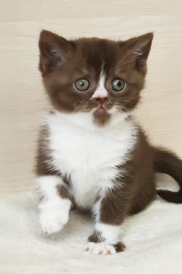 Udacha | British Shorthair Kitten