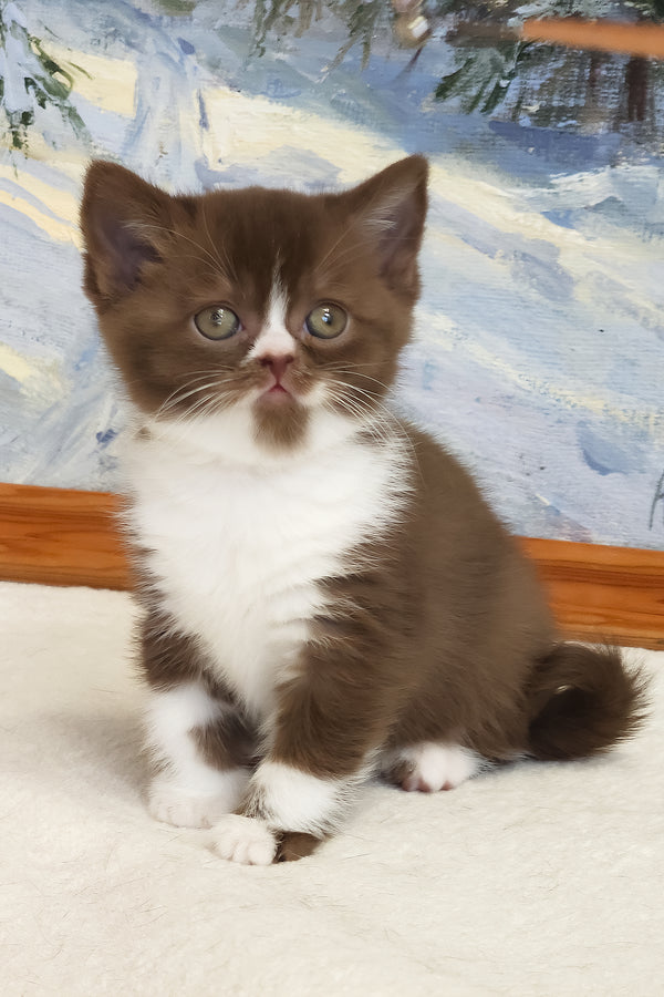 Udacha | British Shorthair Kitten