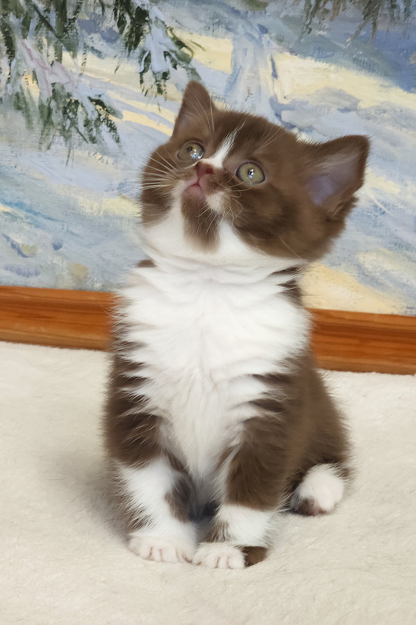 Udacha | British Shorthair Kitten