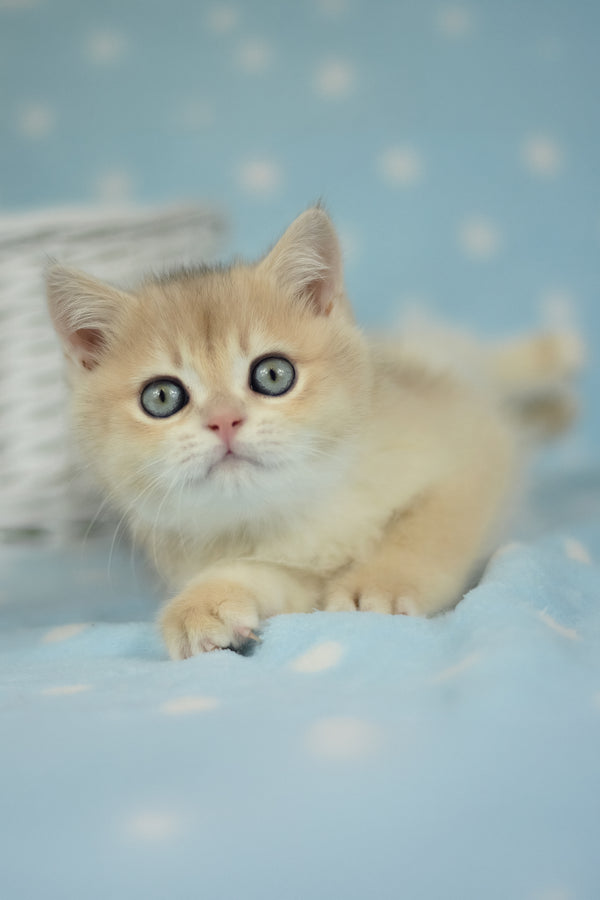Ugo | British Shorthair Kitten