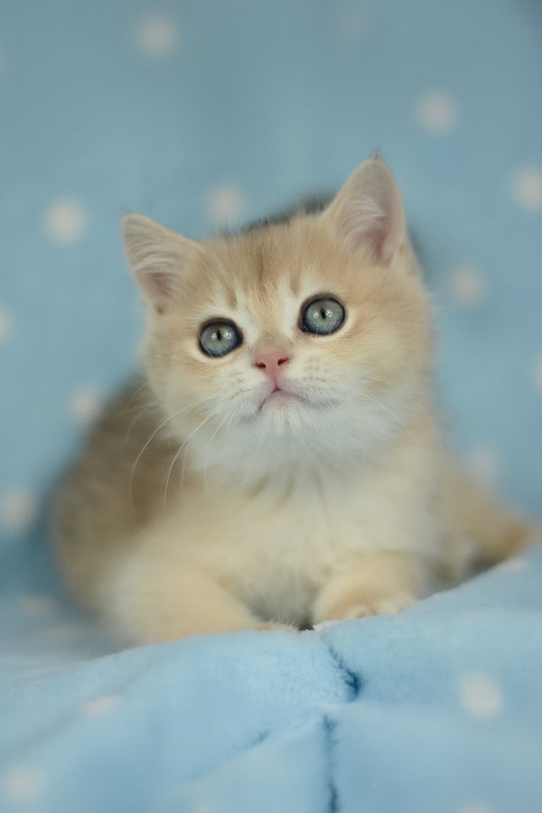 Ugo | British Shorthair Kitten