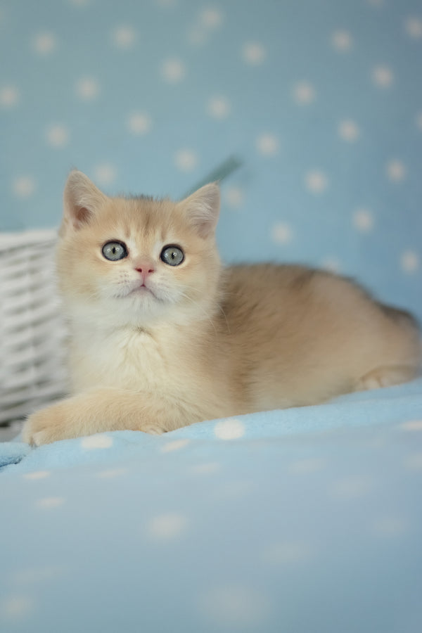 Ugo | British Shorthair Kitten