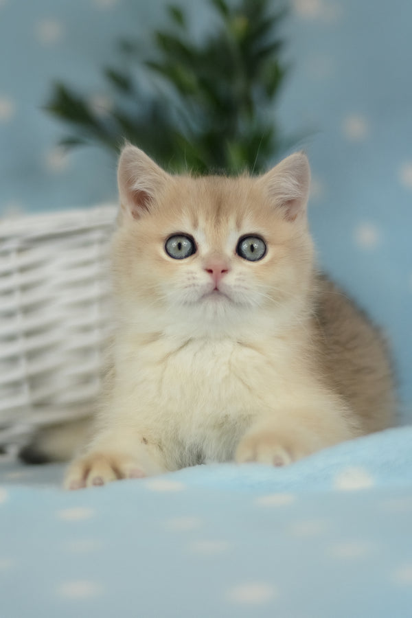 Ugo | British Shorthair Kitten