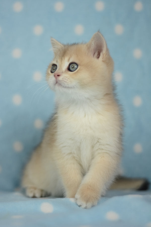 Ugo | British Shorthair Kitten