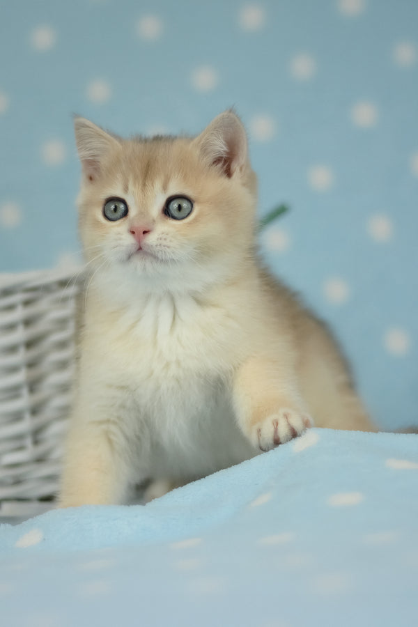 Ugo | British Shorthair Kitten